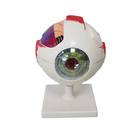 نموذج مقلة العين PVC تشريح العين تكبير 3 مرات