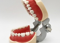 نماذج دراسة طب الأسنان الراتنجية ، نموذج الأسنان التقويمية غير السامة