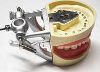 نماذج دراسة طب الأسنان الراتنجية ، نموذج الأسنان التقويمية غير السامة